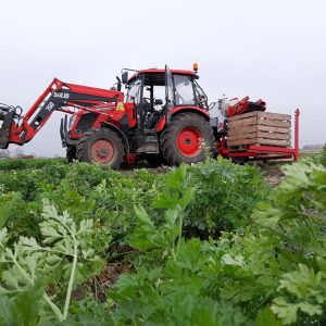 Carrot harvester for harvesting vegetable into box pallet Alina Eco II
